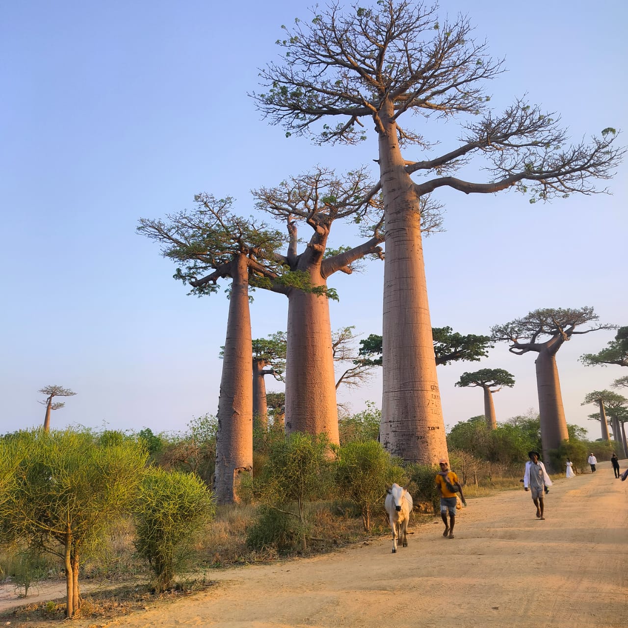 11-Day Forest - Baobab and River Adventure in Madagascar